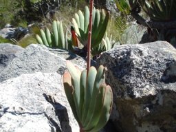 Kumara plicatilis, a close family